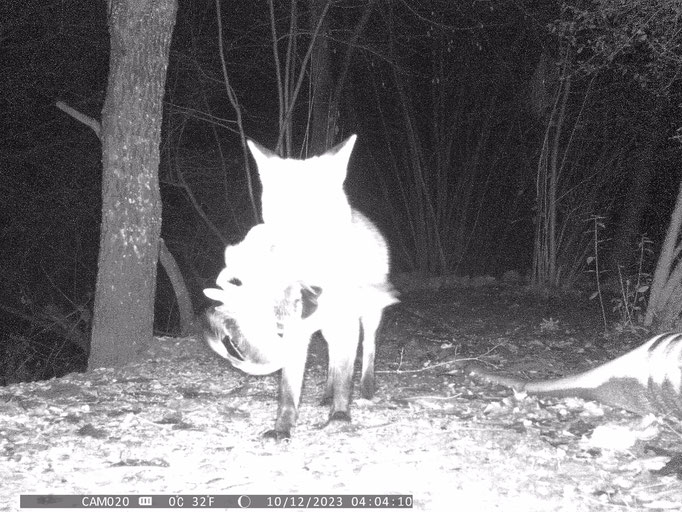 Fuchs mit Beute Stockente
