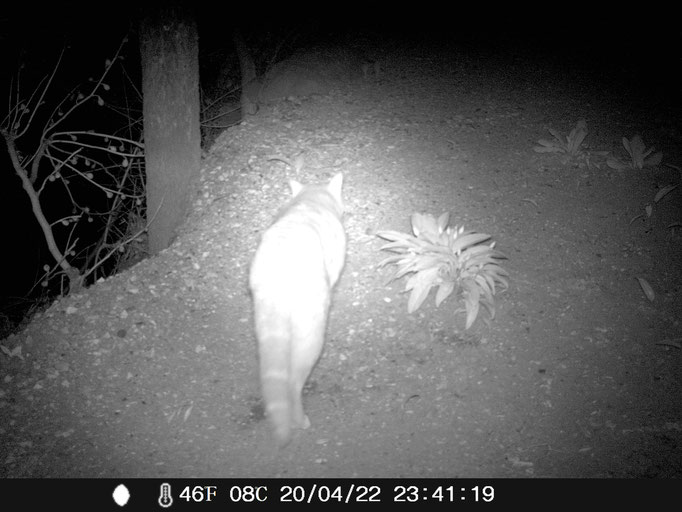 Wildkatze - typisch mit dem geringten Schwanz