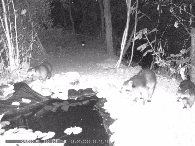 3 Waschbären und 2 Marder