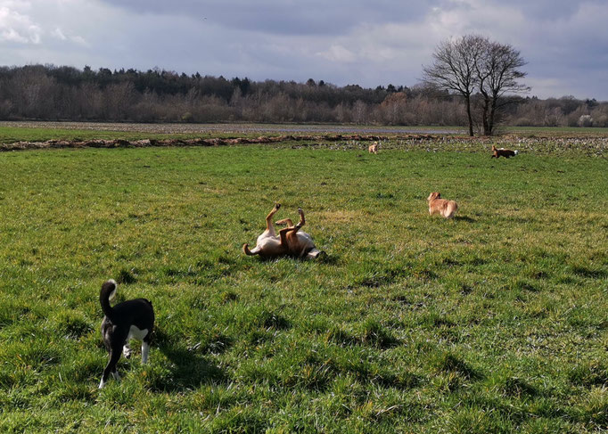 Platz für Hunde.