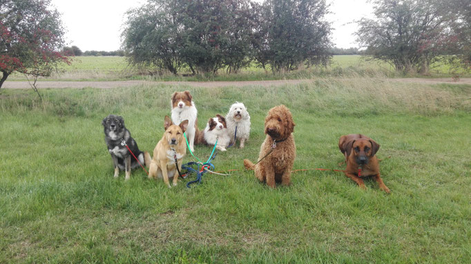 Hundebetreuung im Grünen, Teil 2.