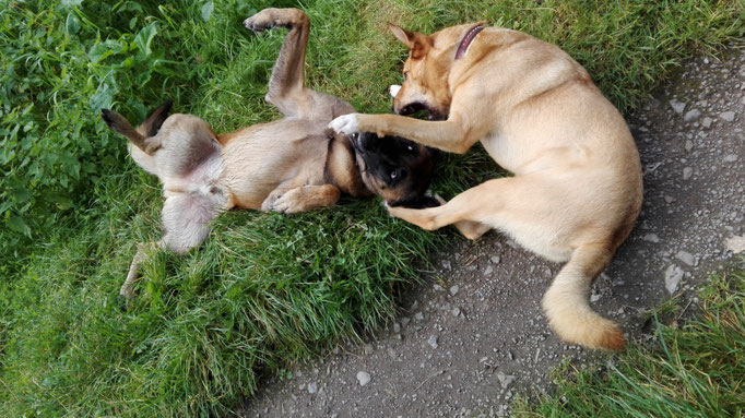 Ick hab dir zum fressen gern...
