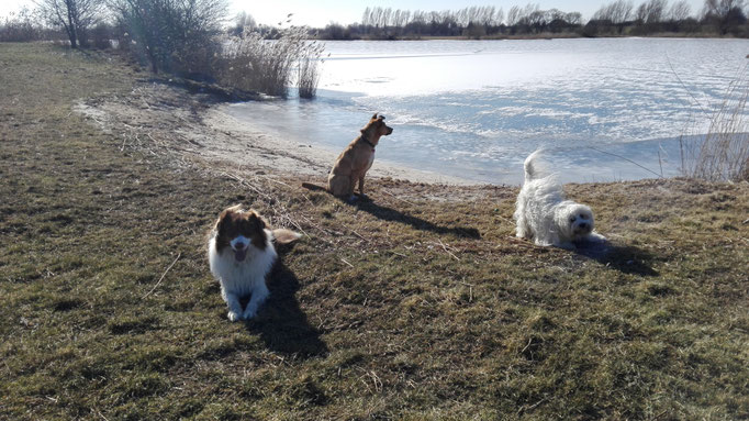 Hundesitting am Strand.