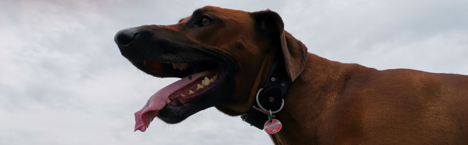 DER witzigste Hund der Welt.