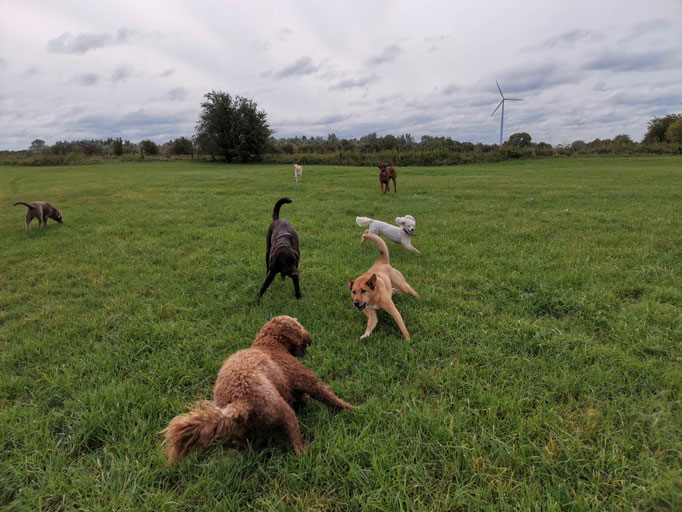 Hundespiel.