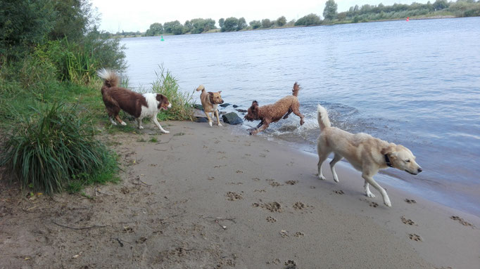 Badestrand für Hundebetreuung.