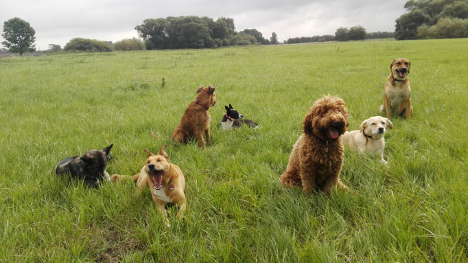 Hundebetreuung im Grünen.