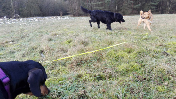 Dackel und Flatcoated Retriever?