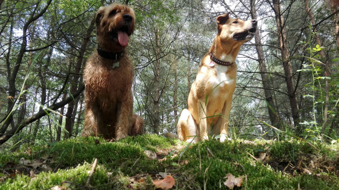 Elvis und RaKete - alles im Blick.