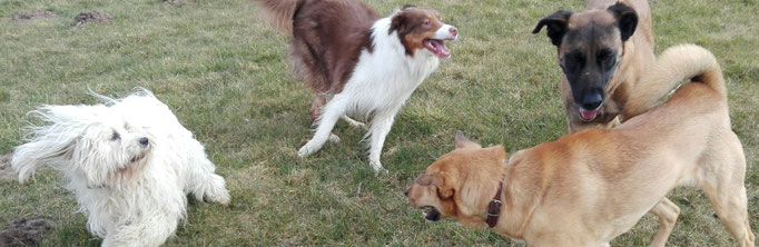 Spiel der Hundebande.
