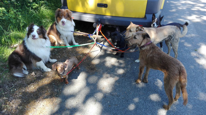 Hundeservice mit Handbremse.