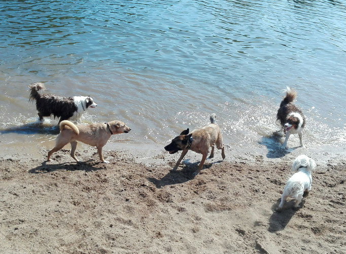 Hundestrand.