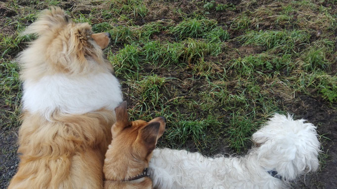 Collie, Rumäne, Tibet Terrrier.