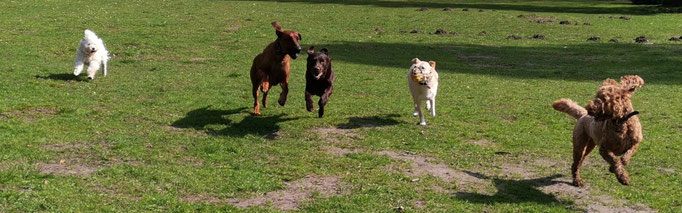 Hundebande läuft.