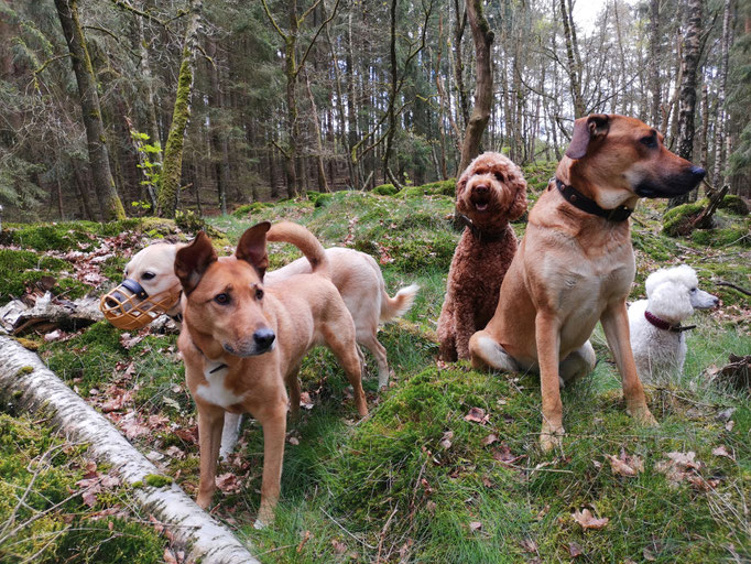 Pause im Wald.