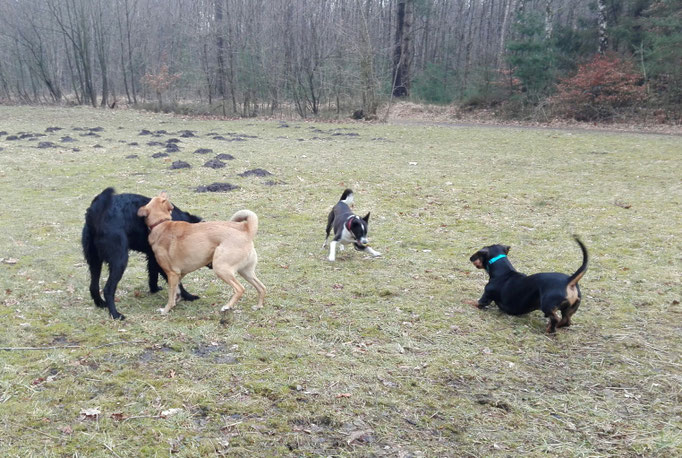 Hundebande im Spielmodus.