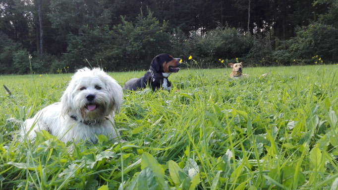Hippiehunde.