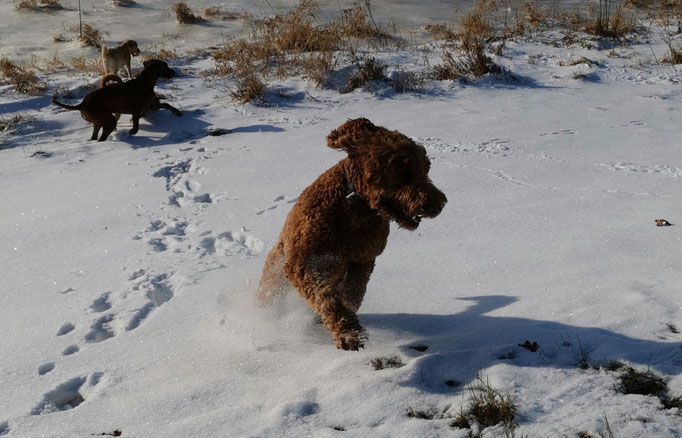 Schneespaß mit Labradoodle.