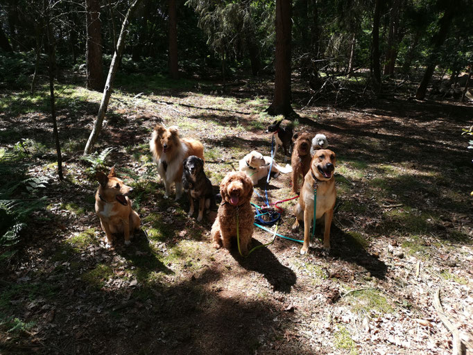 Waldspaziergang.