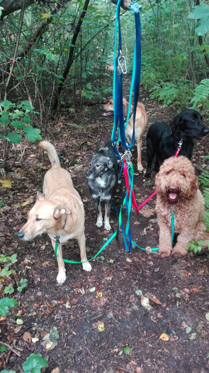 Hunde an der Leine.