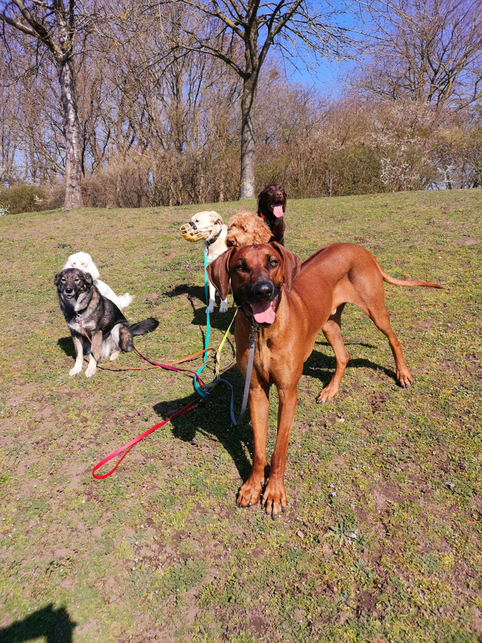 Ridgeback & Co.