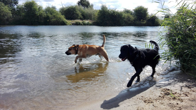 Wasserspiele im Hundeservice.