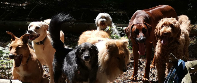 Achtung Hundebande.