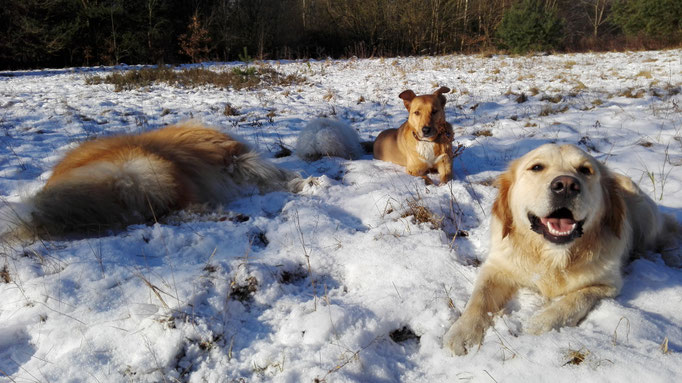 Gassiservice im Schnee.