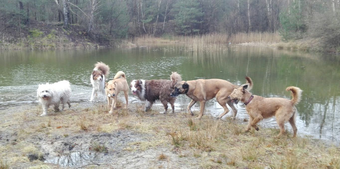 Hundeservice der Hundebande.