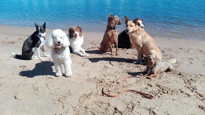 HUndebande in der Sonne.