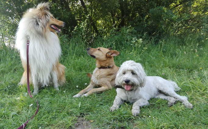 Hundepause.