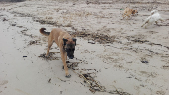 Spuren im Sand.