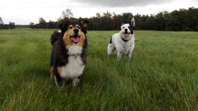 Duo.