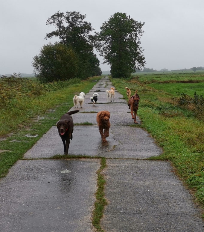 Regen, Weg, Hunde (2).