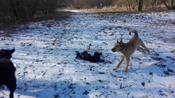 Hundesitting im Schnee.