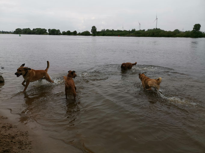 Hunde, See, Ausführservice.