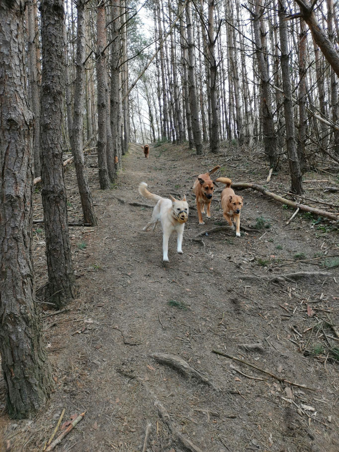 Im Wald unterwegs?