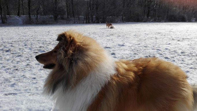 Langhaarcollie.