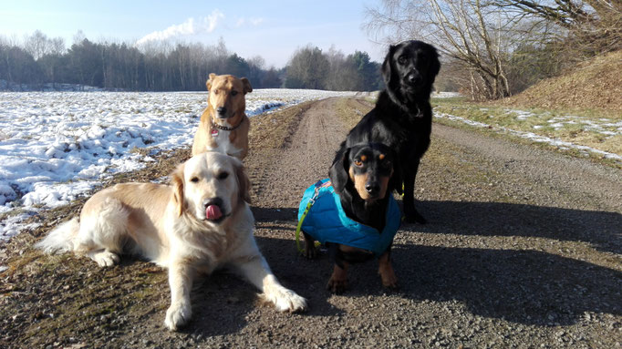 Warten auf den Dogwalker.