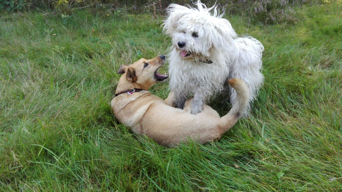 Tibet Terrier dominiert Hybrid Dingo.