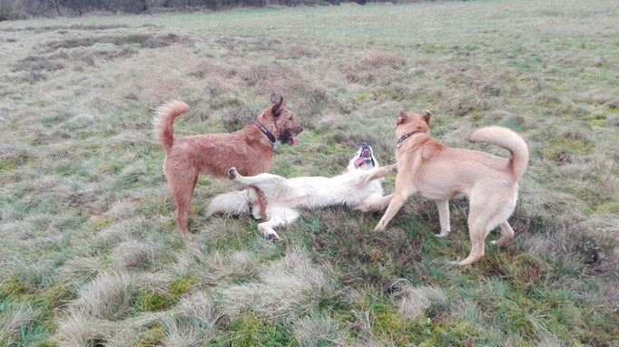 Rauferei während der Hundebetreuung.