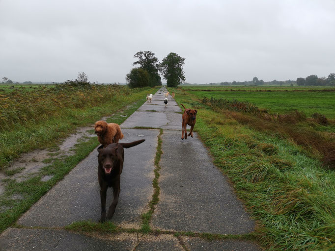 Regen, Weg, Hunde.