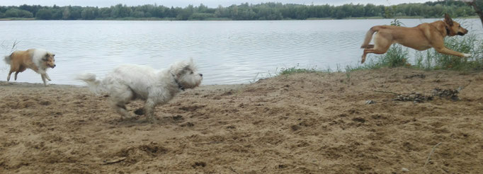 Jagdsequenz.