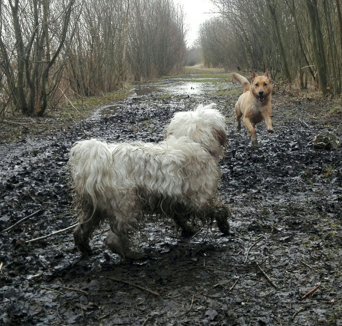 Nur ein dreckiger Hund ist ein guter Hund...