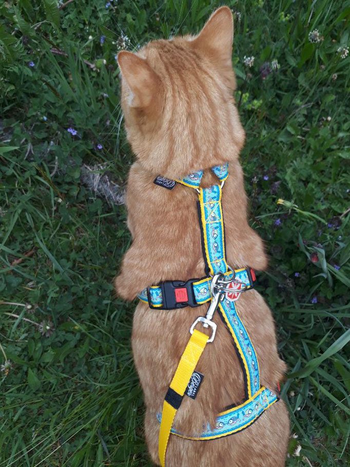 Minette
