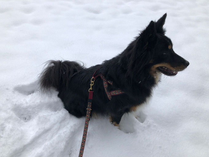 Leika