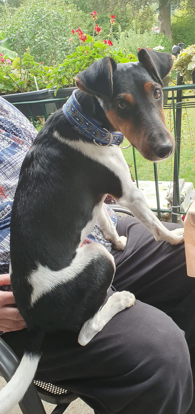 Chicco