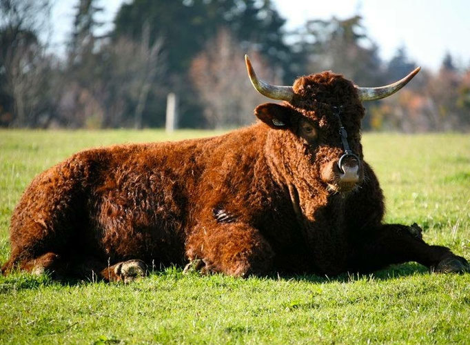 unsere tiere die domane homburger hof in grosselfingen der bio bauernhof
