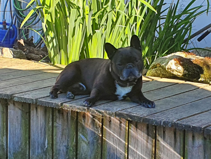 Black Cooper