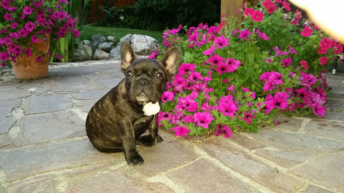 Betty das Mauerblümchen